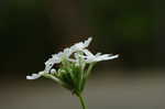 Rose verbena